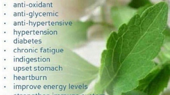 Daun Stevia